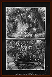 'Arbutus Cove Delamination  •  gelatin silver print & solar delamination process  •  20" x 32"